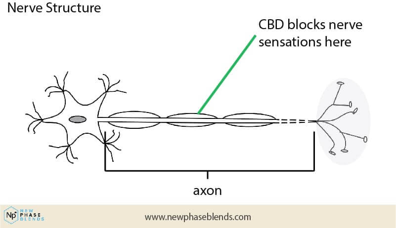 CBD and nerve response