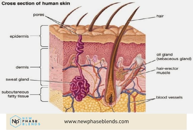 diagram of skin