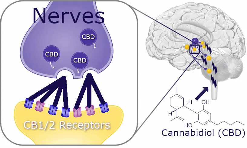 CBD-brain-diagram