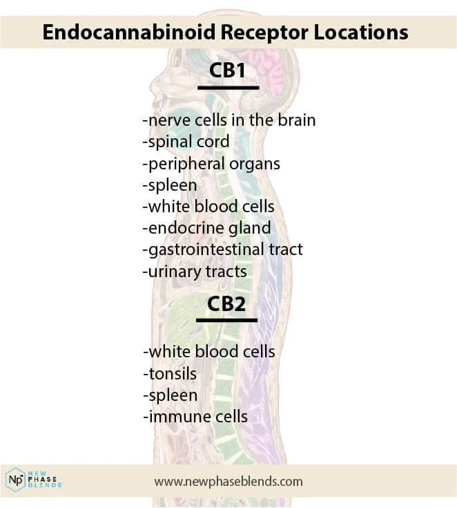 Endocannabinoid-System-Receptors