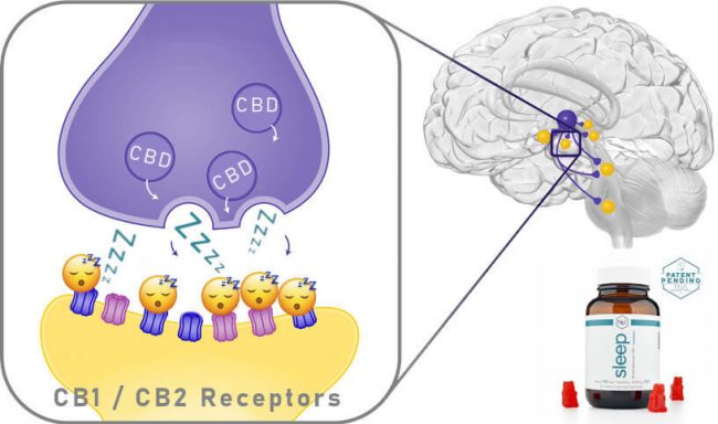 brain receptors image
