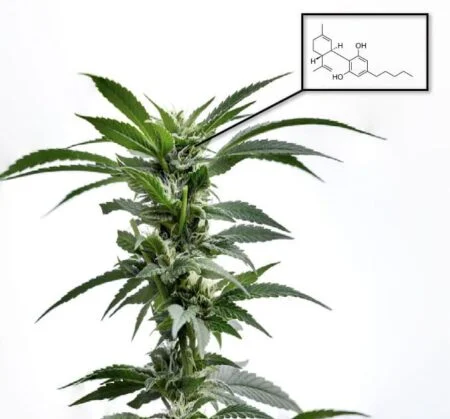 cannabinoids in cannabis